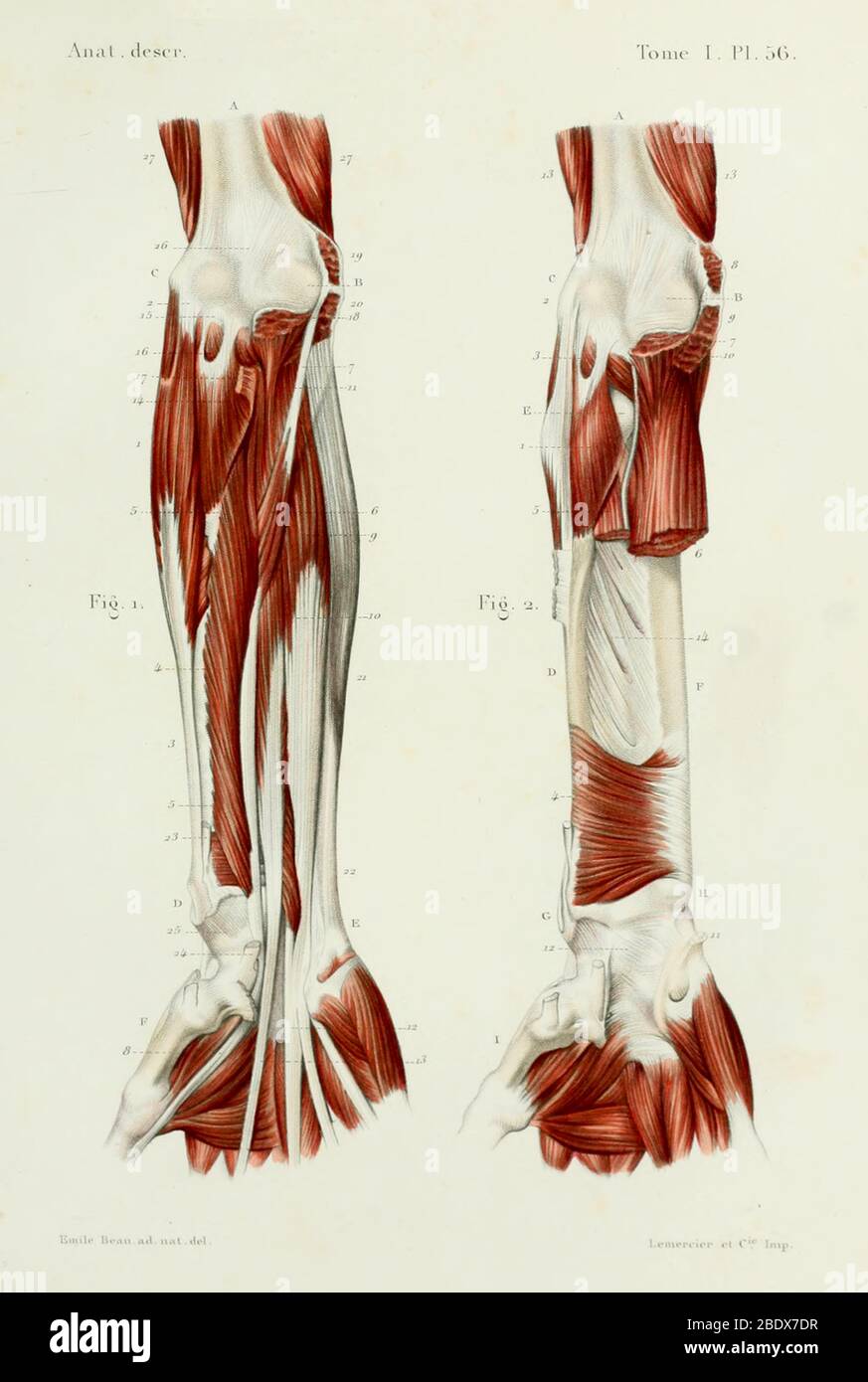 Human Forearm Muscles, Anterior, 1844 Stock Photo Alamy