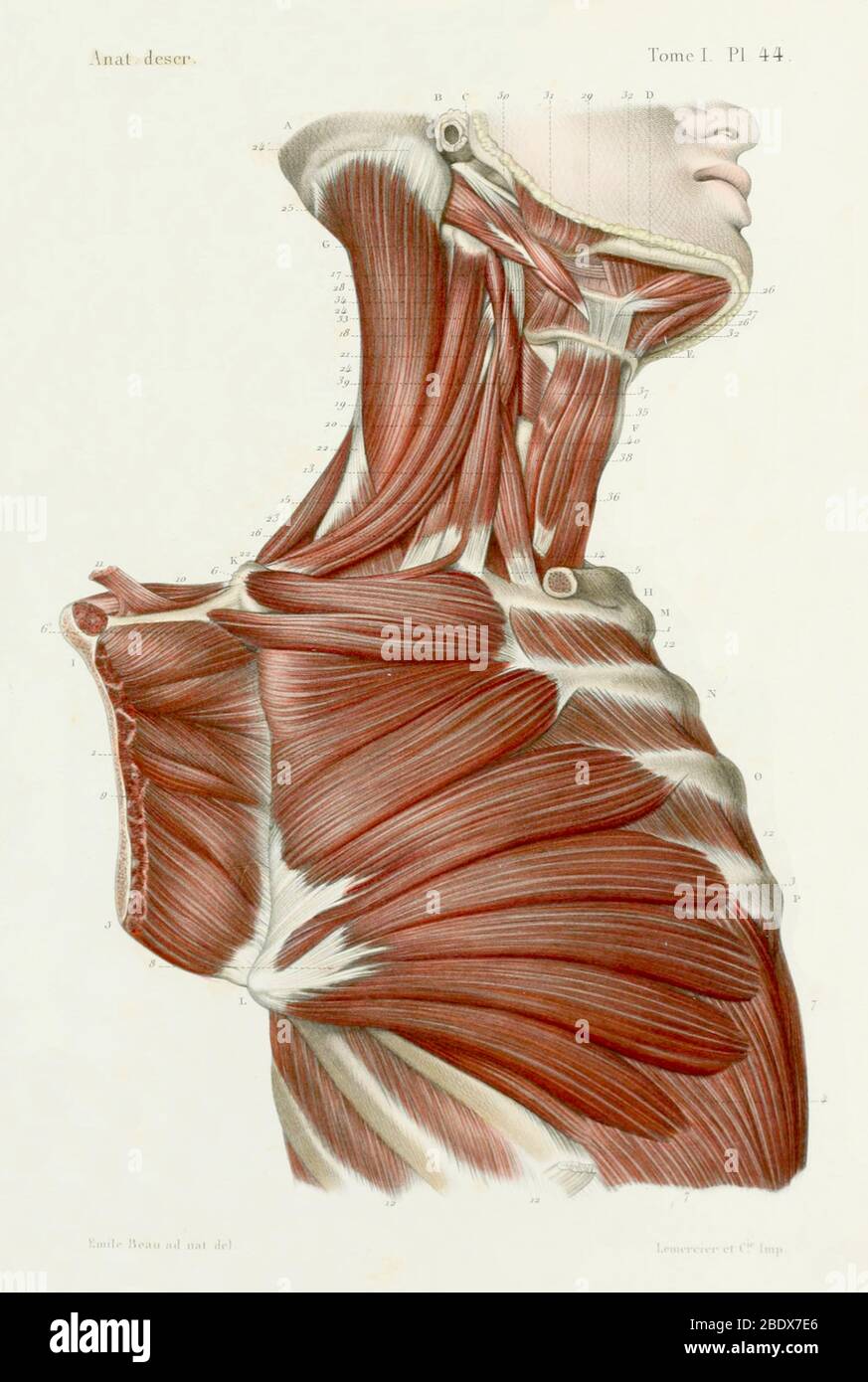 Pectoral Muscles High Resolution Stock Photography And Images Alamy