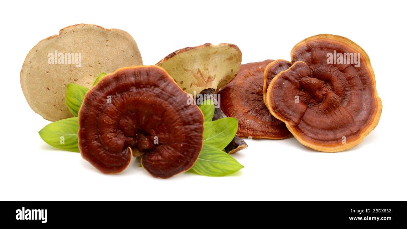 Lingzhi Mushroom Ganoderma Lucidum Isolated on white background Stock Photo