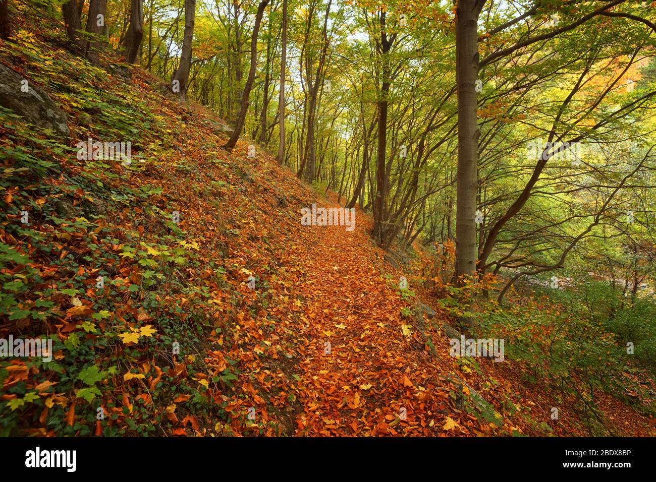 Beautiful daily landscape. Stara reka Reserve in the autumn, Stara ...