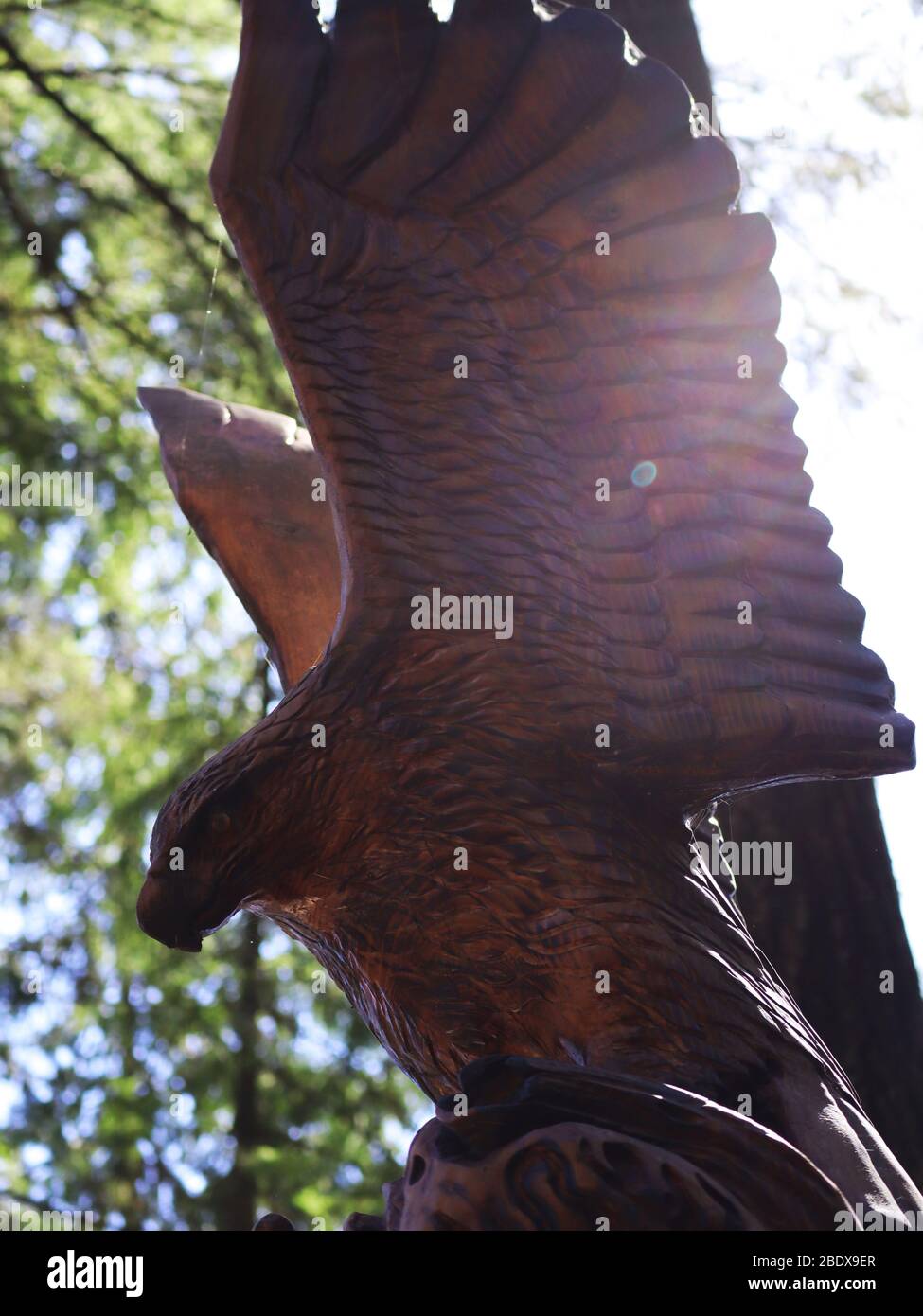 soaring eagle Stock Photo