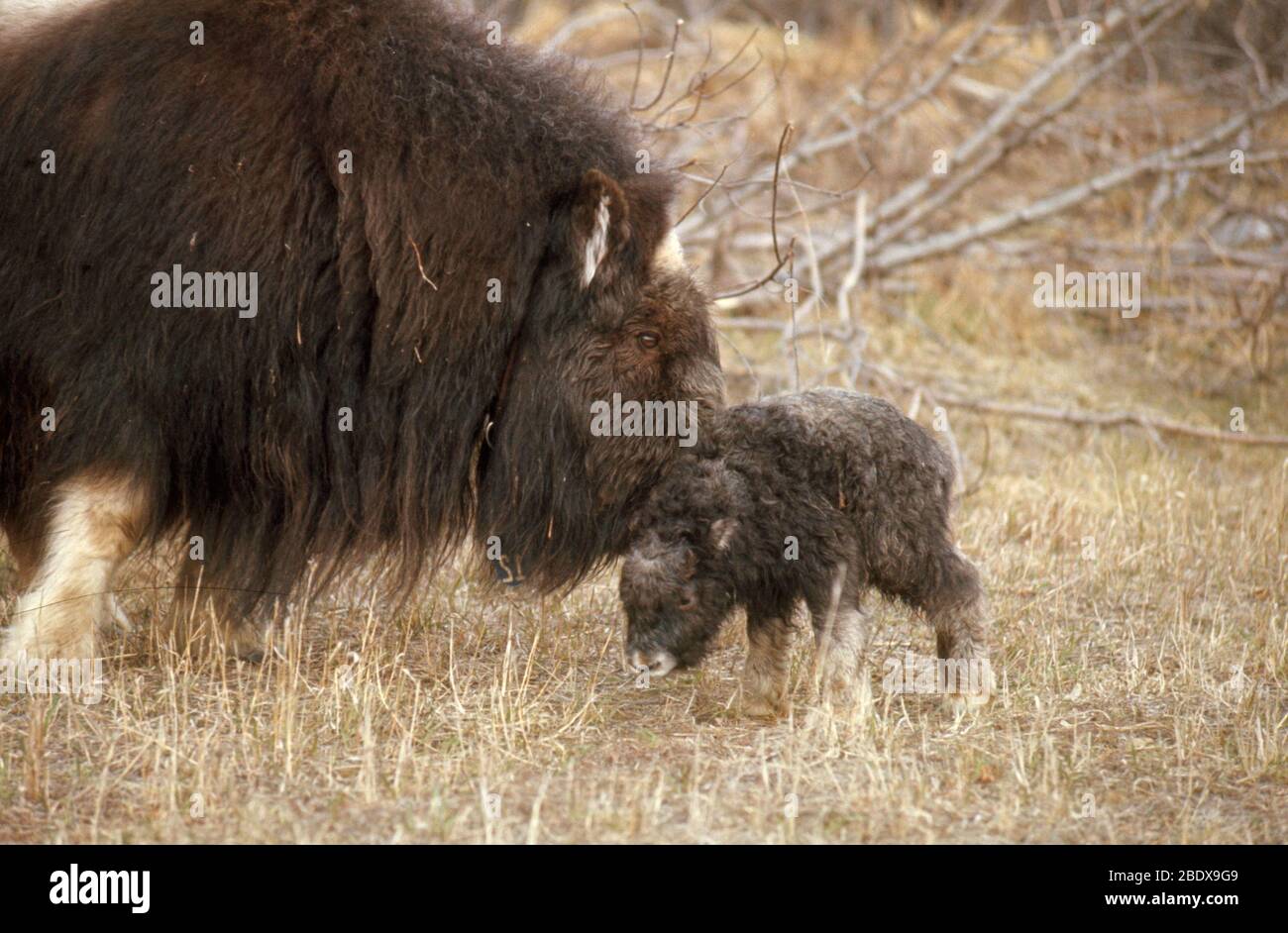 Musk Ox cow and new calf Stock Photo