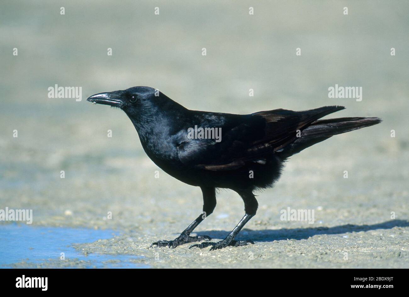 Fish Crow Stock Photo