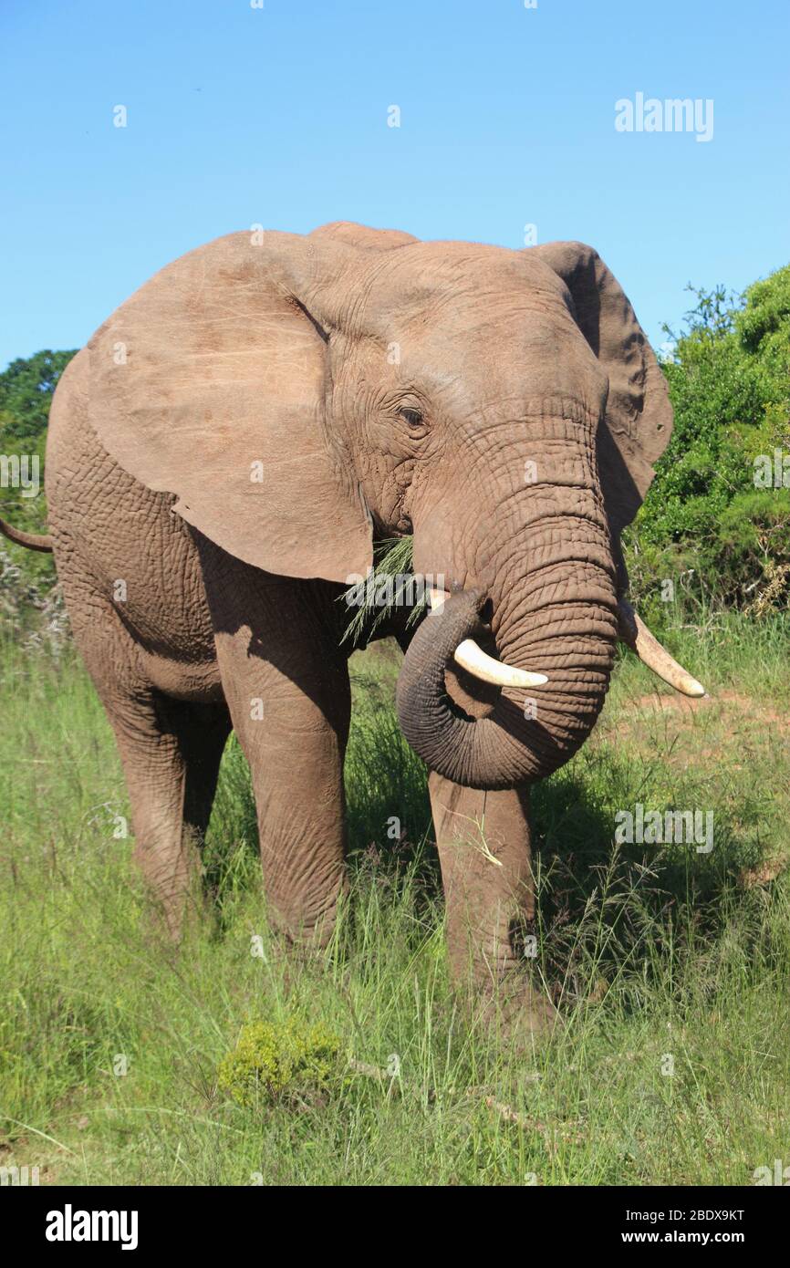 Portrait of a walking Elephant in the Addo Elephant National Park, near Port Elizabeth. South Africa, Africa. Stock Photo