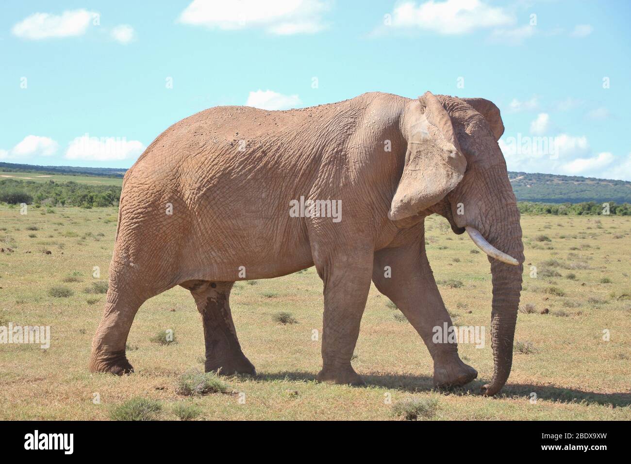 Portrait of a walking Elephant in the Addo Elephant National Park, near Port Elizabeth. South Africa, Africa. Stock Photo