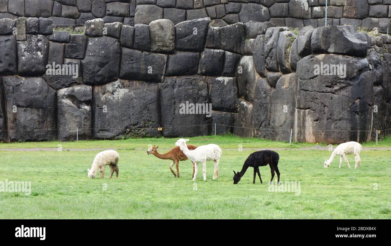 Peru cusco llama hi-res stock photography and images - Alamy