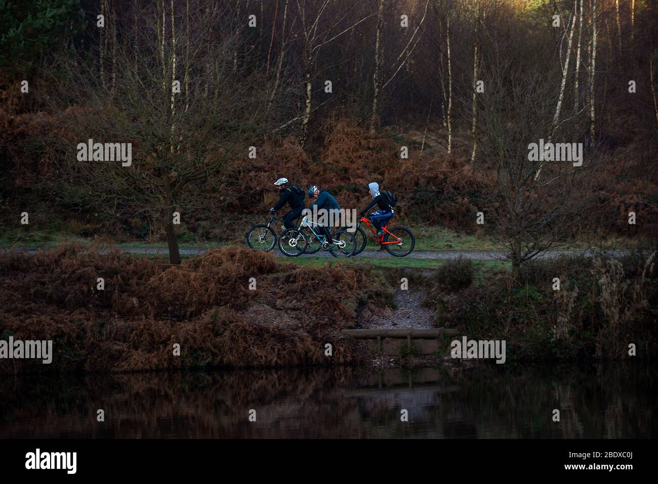 Three friends on mountain bikes cycle along a bike track in Cannock Chase forest, England. Stock Photo