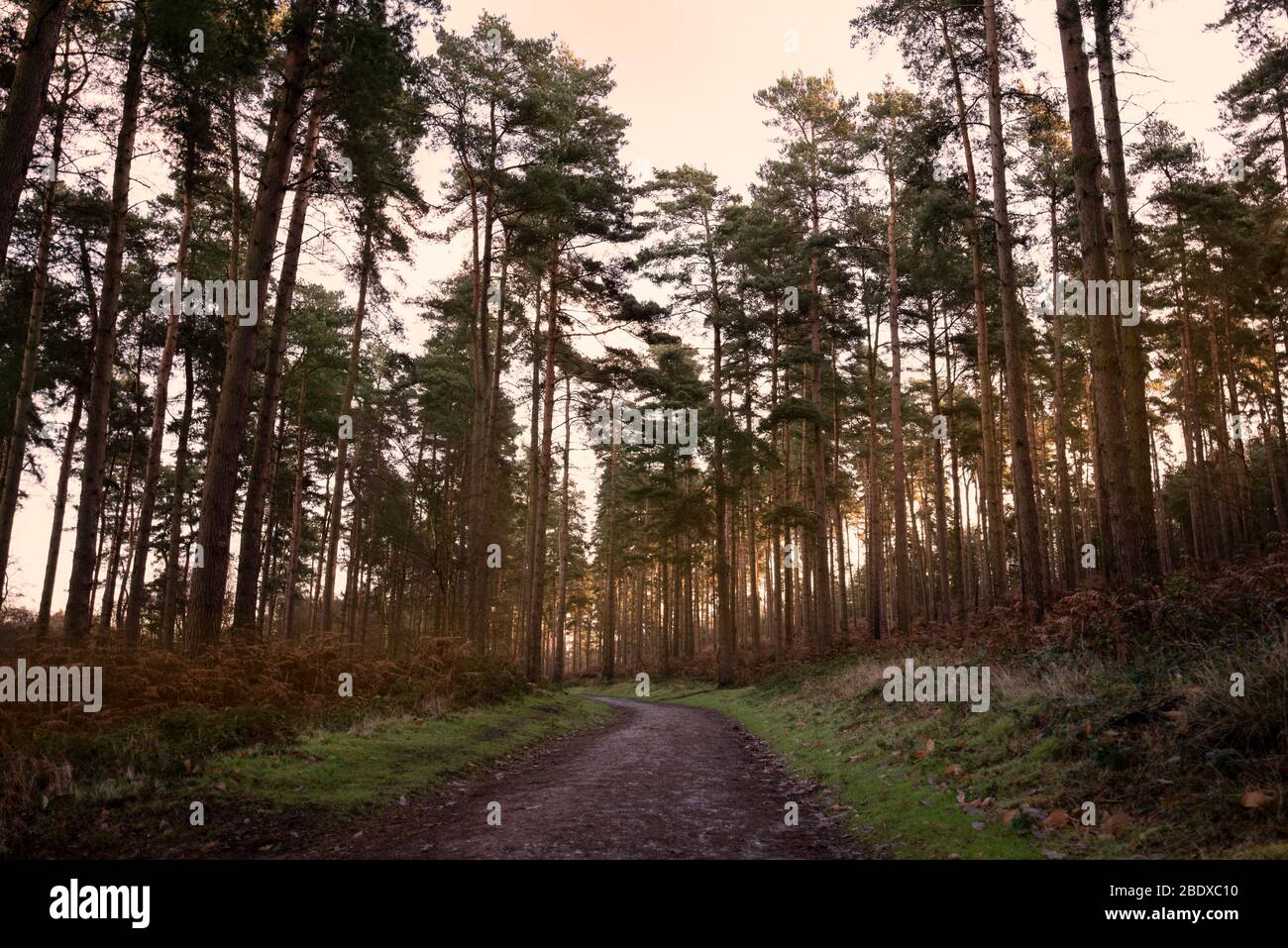A wide footpath leads through a tall tree forest of Cannock Chase at sunrise, England. Stock Photo