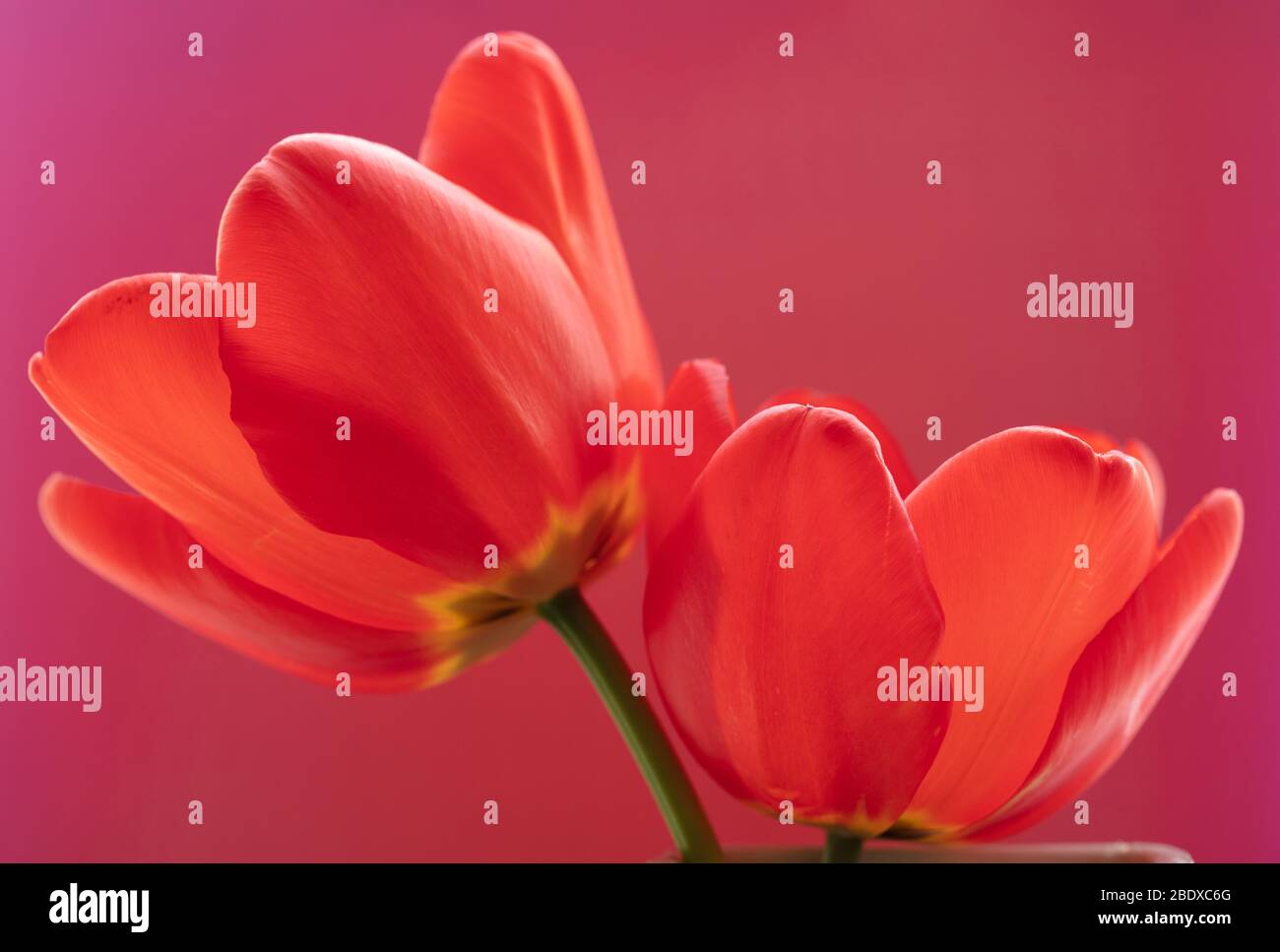 Close up of the red flower of Darwin tulip Apeldoorn seen in April. Stock Photo