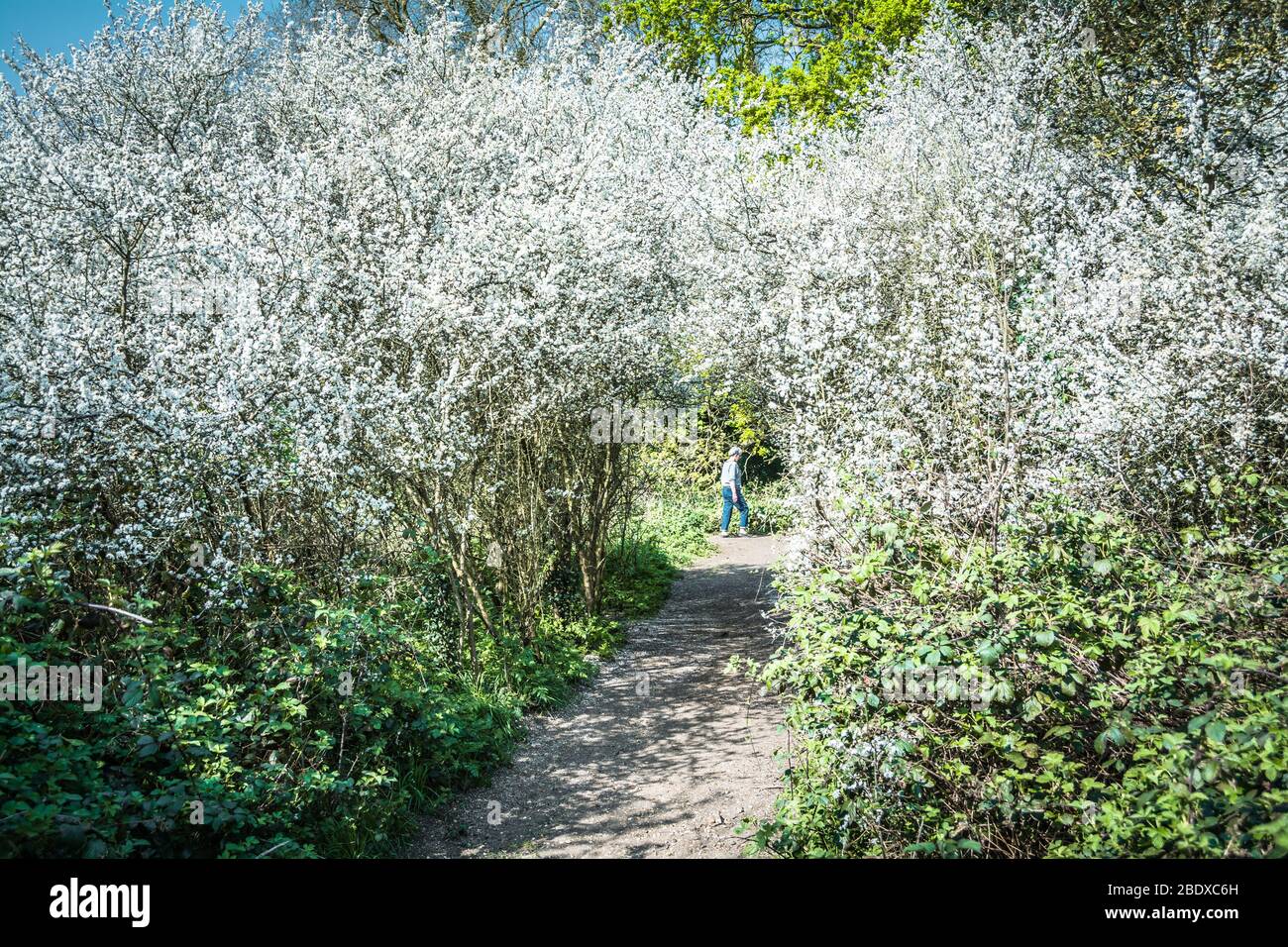 A woman walking down a quiet path amongst white Hawthorn blossom Stock Photo