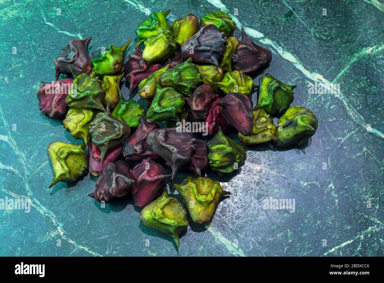 Water Chestnut High Resolution Stock Photography and Images Alamy