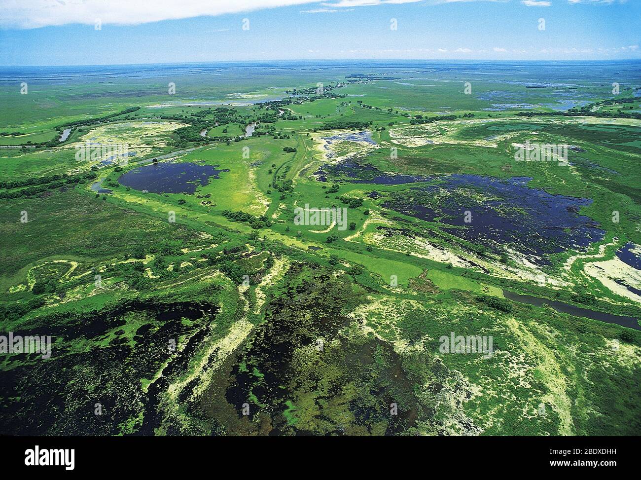 Wetlands Stock Photo