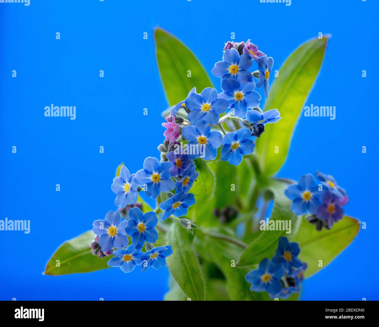 Blue flowers of the garden plant Myosotis or Forget Me Not, seen in spring time. Stock Photo