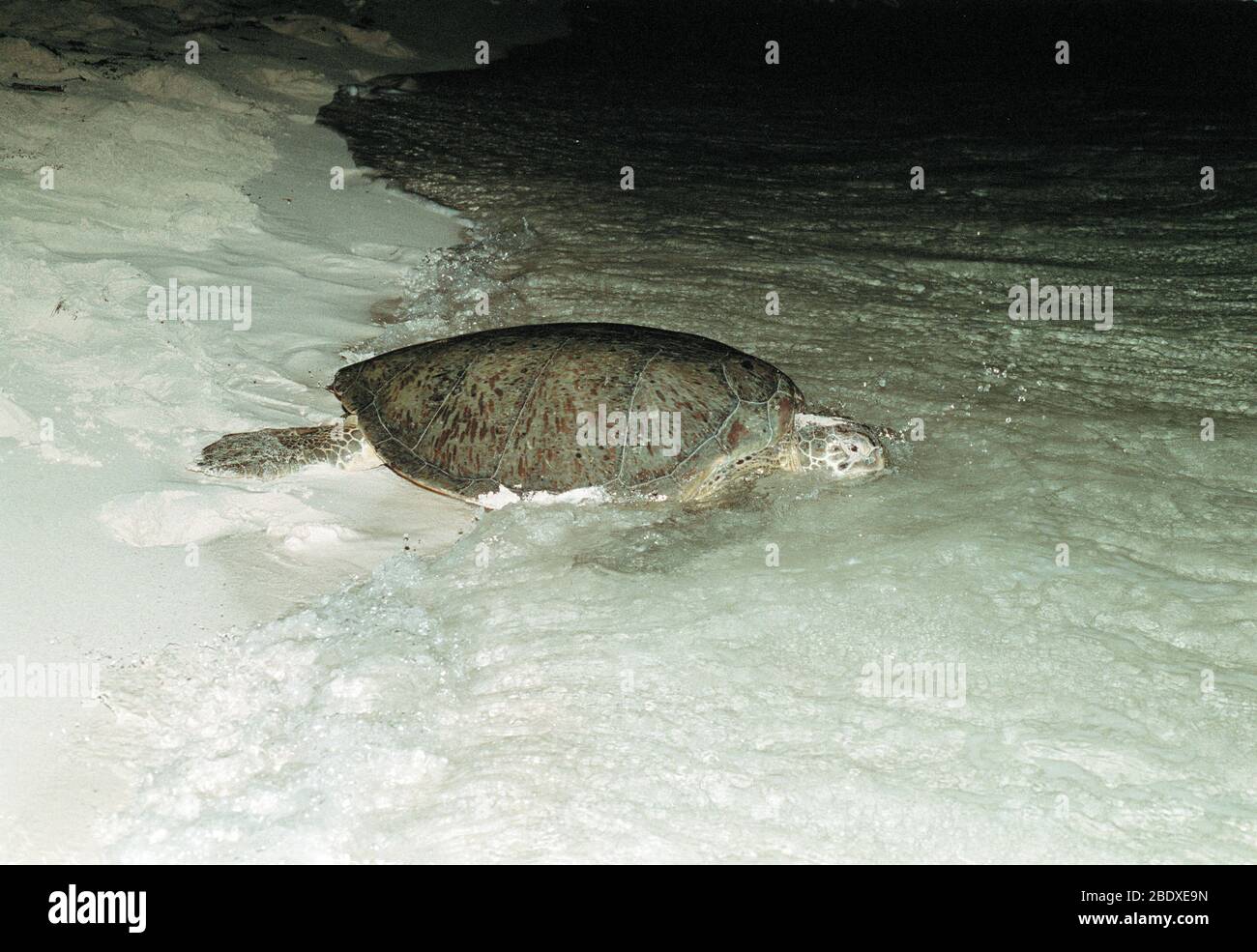 C Mydas High Resolution Stock Photography And Images Alamy