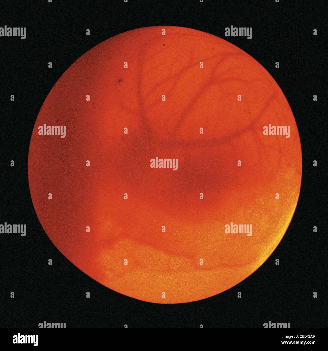 Common green turtle eggs hires stock photography and images Alamy