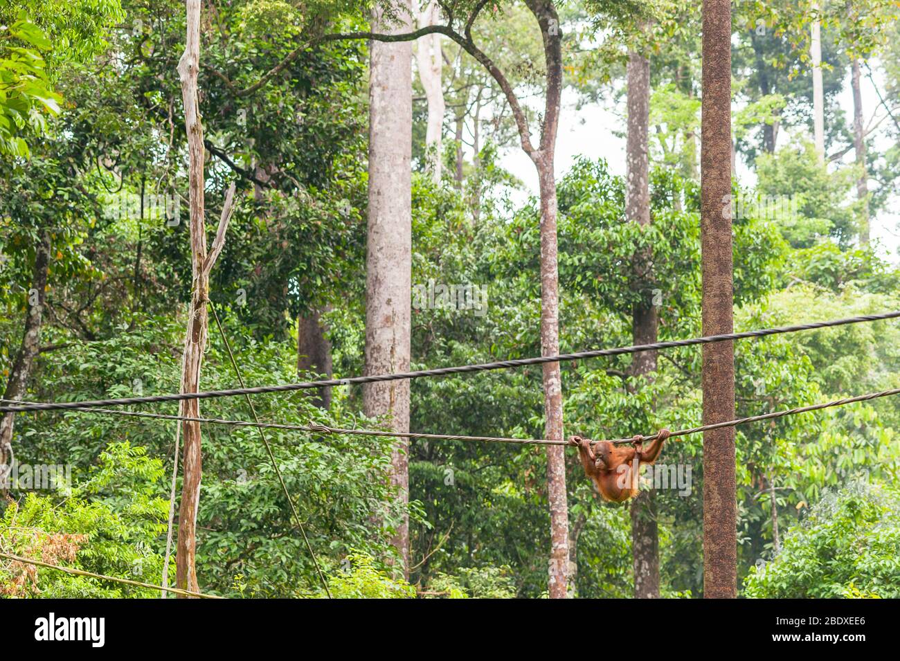 Orangutan on a wire, Sepilok Orangutan Rehabilitation Centre, Sabah, Malaysia, Borneo Stock Photo