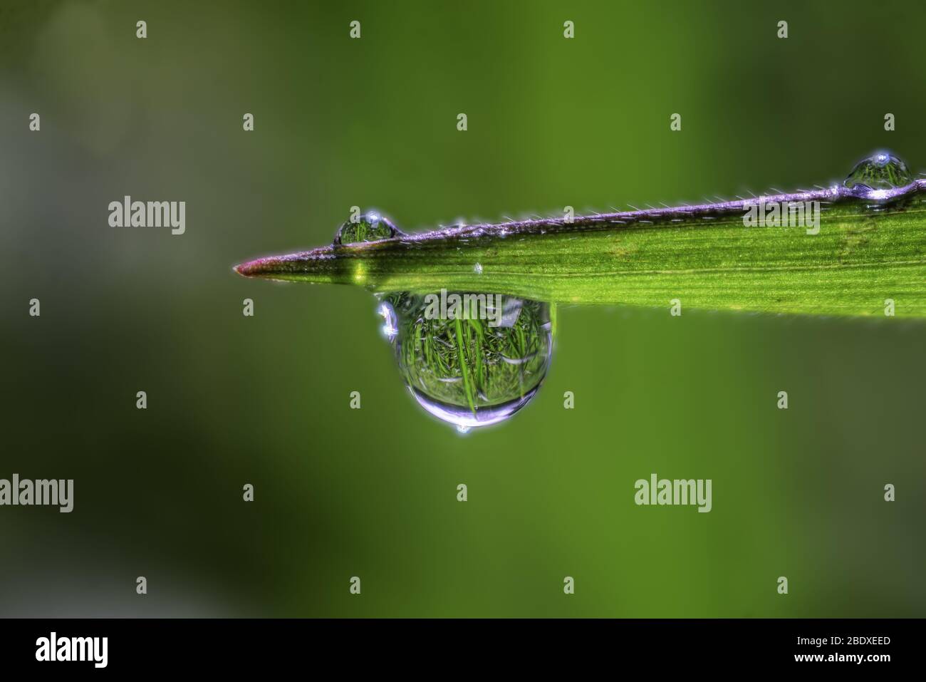 A Drop of Water shows inside the Inverted Image of the grass around the garden Stock Photo