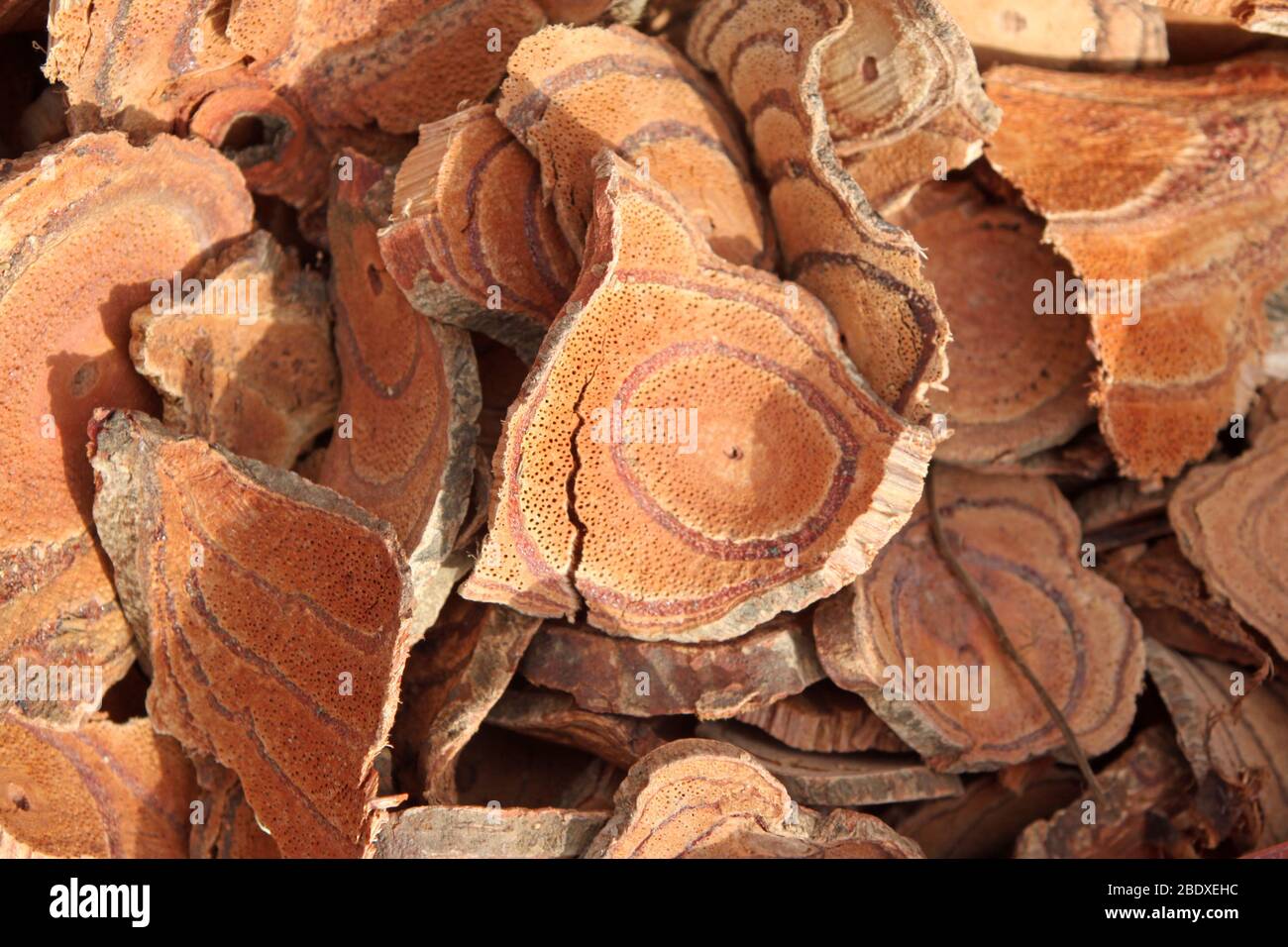 Cinnamon tree section hi-res stock photography and images - Alamy