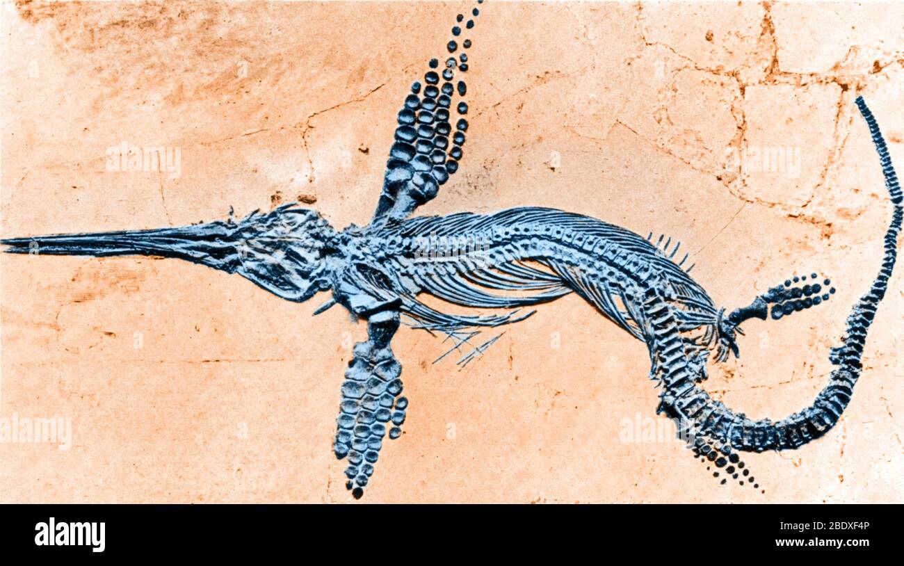 Fossilized Ichthyosaur, Mesozoic Reptile Stock Photo