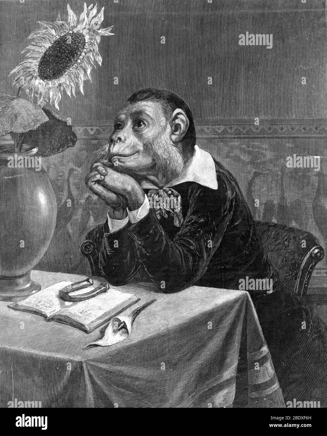 The Aesthetic Monkey, 1882 Stock Photo
