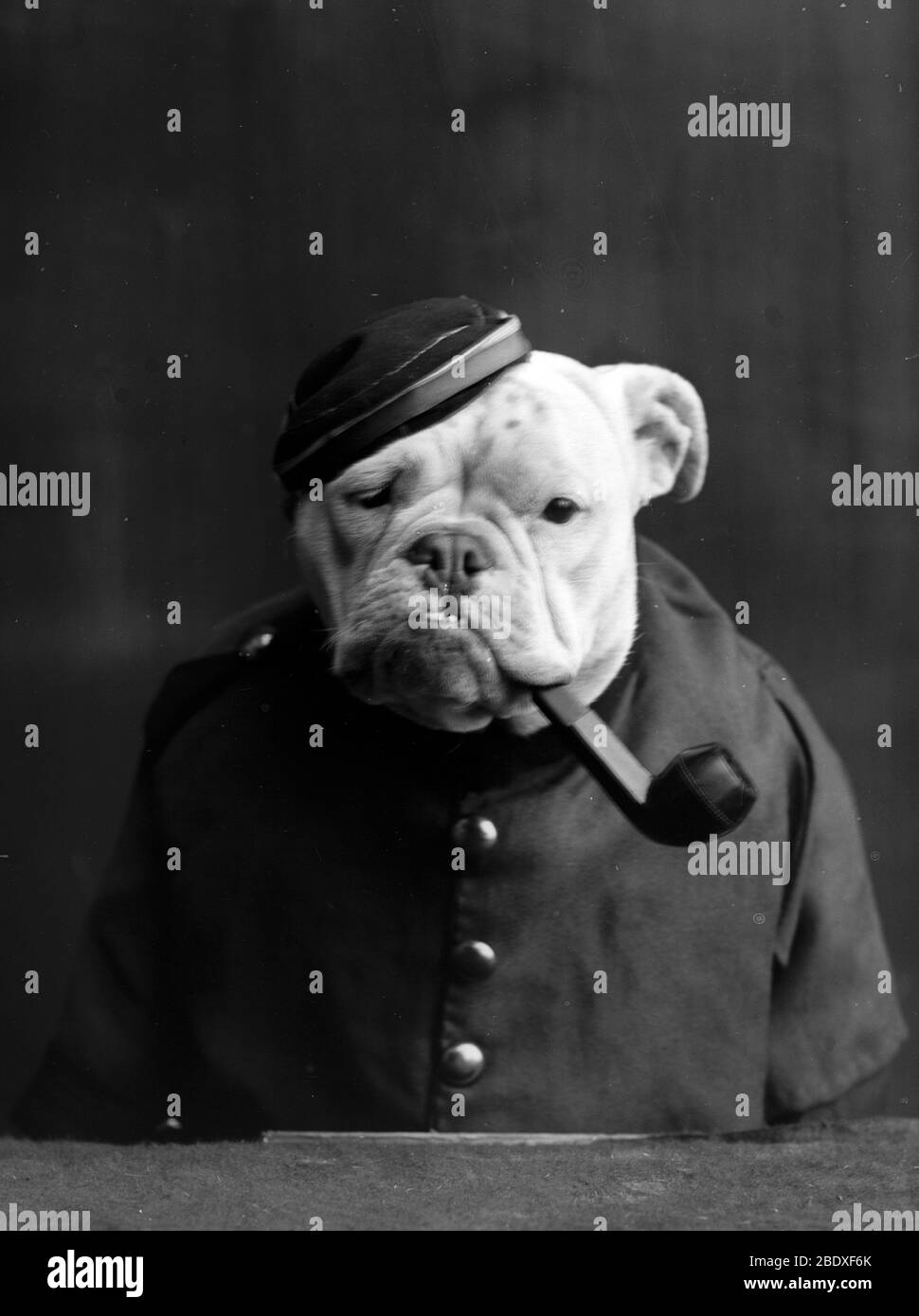 Anthropomorphism, 'Tommy Atkins', 1905 Stock Photo
