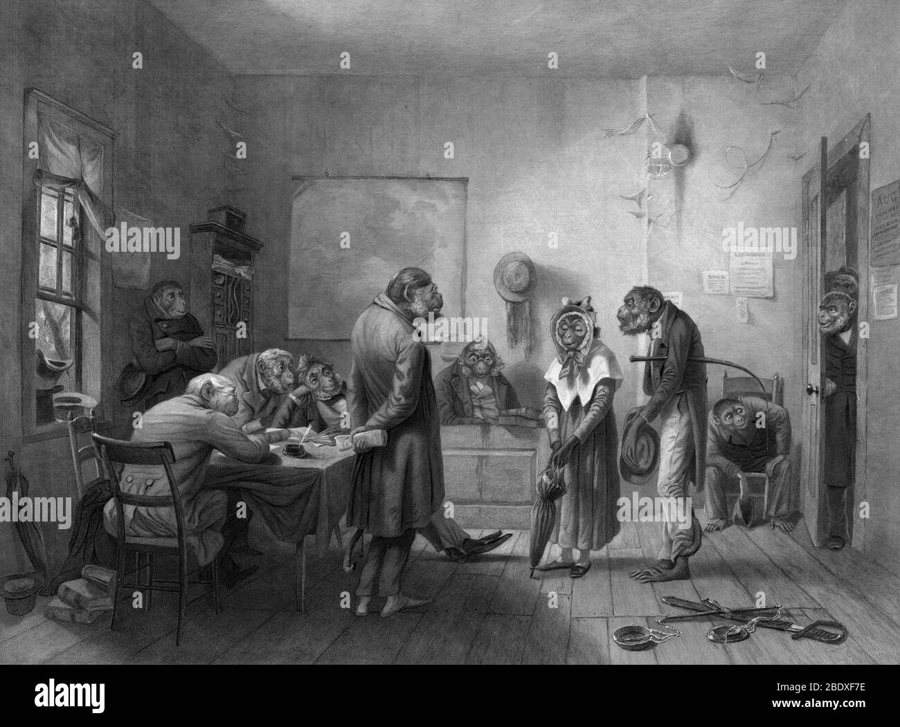 Monkey Business, Lawyer's Office, 1871 Stock Photo