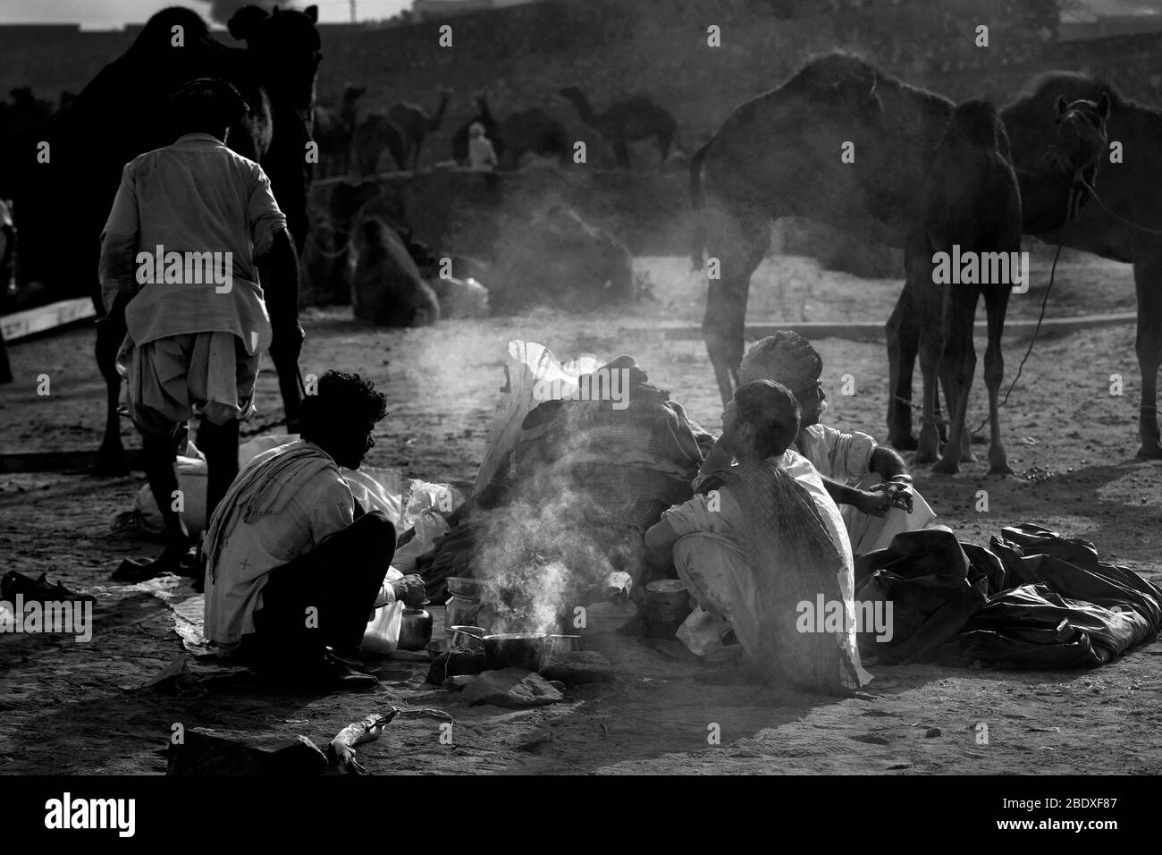 The image of Camel herd and rajasthani man at Pushkar animal Fair, Ajmer, Rajasthan, India, asia Stock Photo