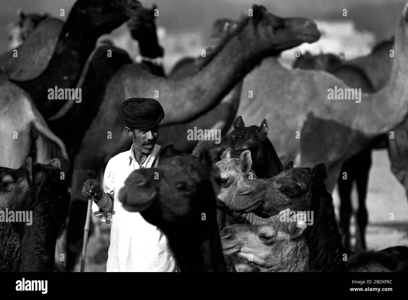 The image of Camel herd and rajasthani man at Pushkar animal Fair, Ajmer, Rajasthan, India, asia Stock Photo