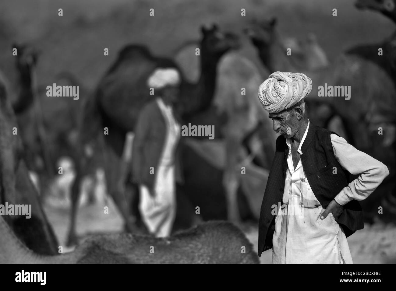 The image of Rajasthani man portrait at Pushkar animal Fair, Ajmer, Rajasthan, India, asia Stock Photo