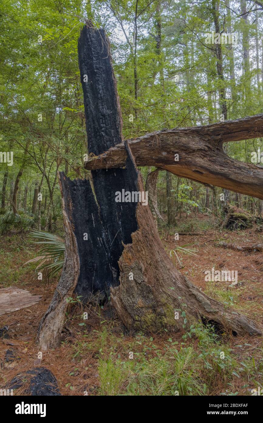 Burned out tree trunk base in forest. Woodland of Halpata Tastanaki Preserve. Marion County, Dunnellon, Florida. Remnants of a large tree burned from Stock Photo