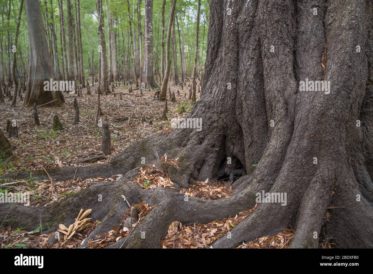 Base of a tree in in forested Florida swamp, Floodplain of Withlacoochee River.Halpata Tastanaki Preserve, Dunnellon, FL. A natural area public land Stock Photo