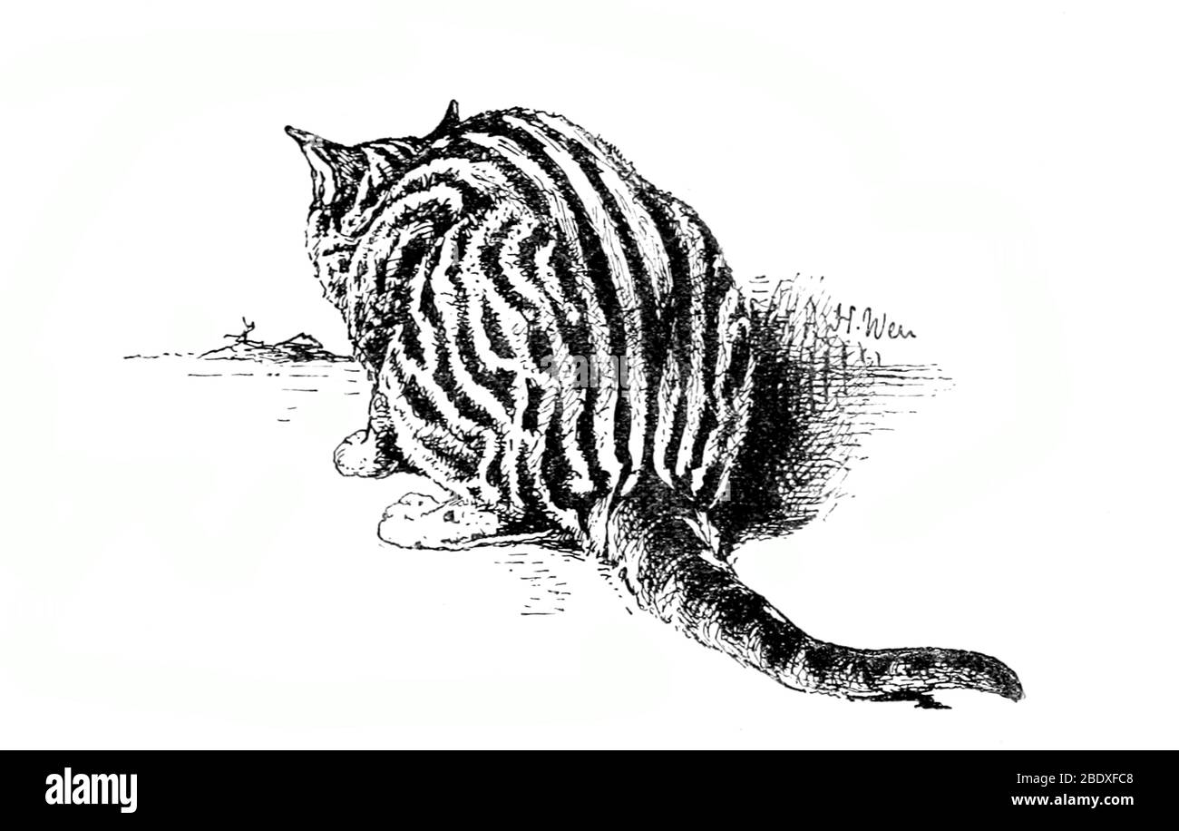 mackerel tabby cat laying down