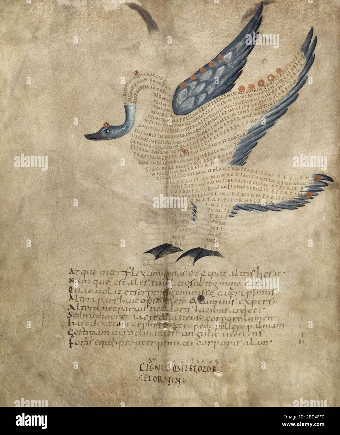 Aratea, Cygnus Constellation, 9th Century Stock Photo