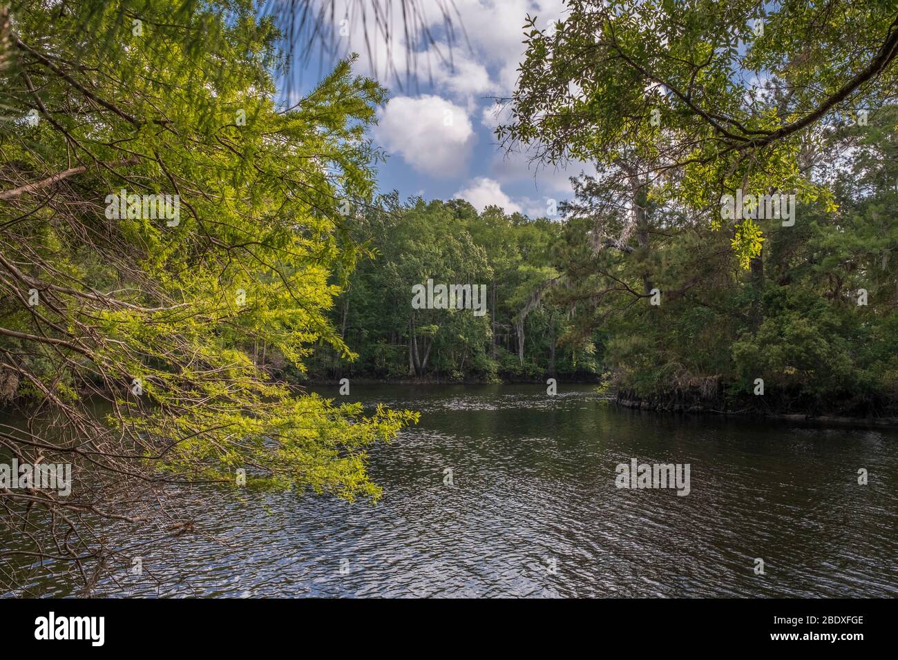 Withlacoochee River seen through forest trees, Dunnellon, Florida, Marion County, FL Stock Photo