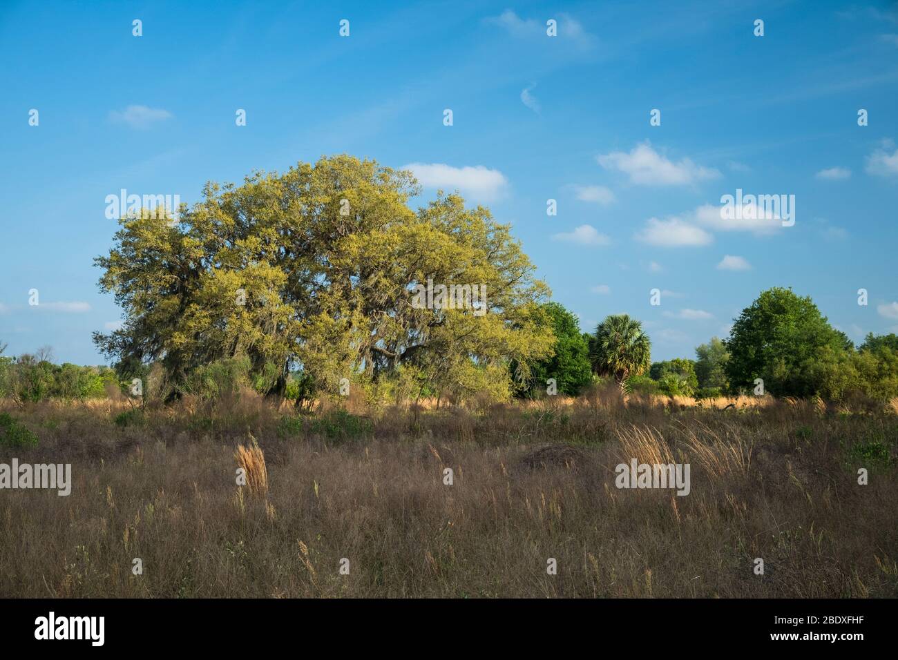 Halpata Tastanaki Preserve landscape. Public land in Dunnellon, Florida. Marion County, FL. Trees and grass in open space. Stock Photo