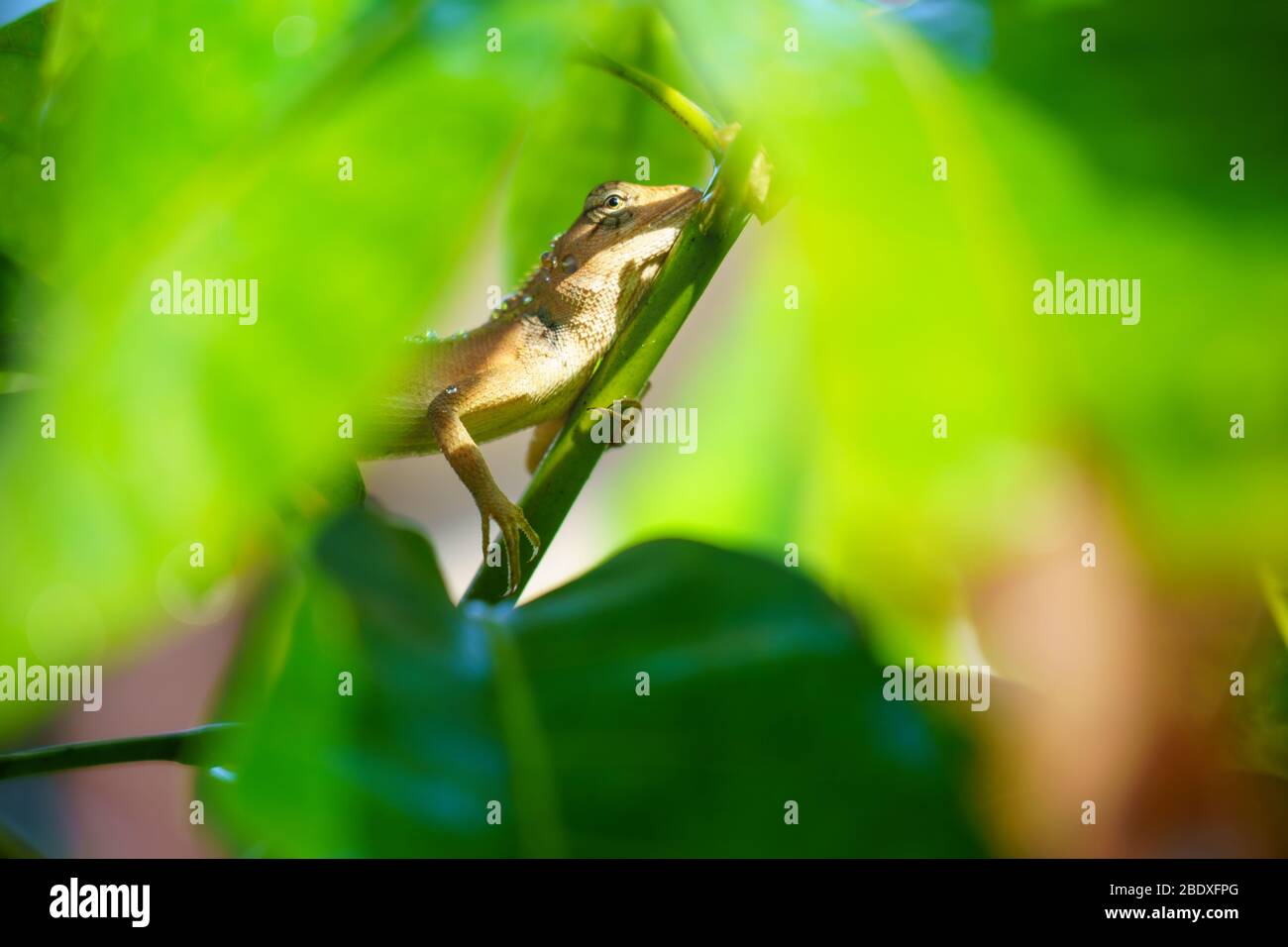 close up macro concept Garden lizard Oriental garden lizard, Eastern garden lizard, Changeable lizard or Calotes versicolor eating water on trees in t Stock Photo