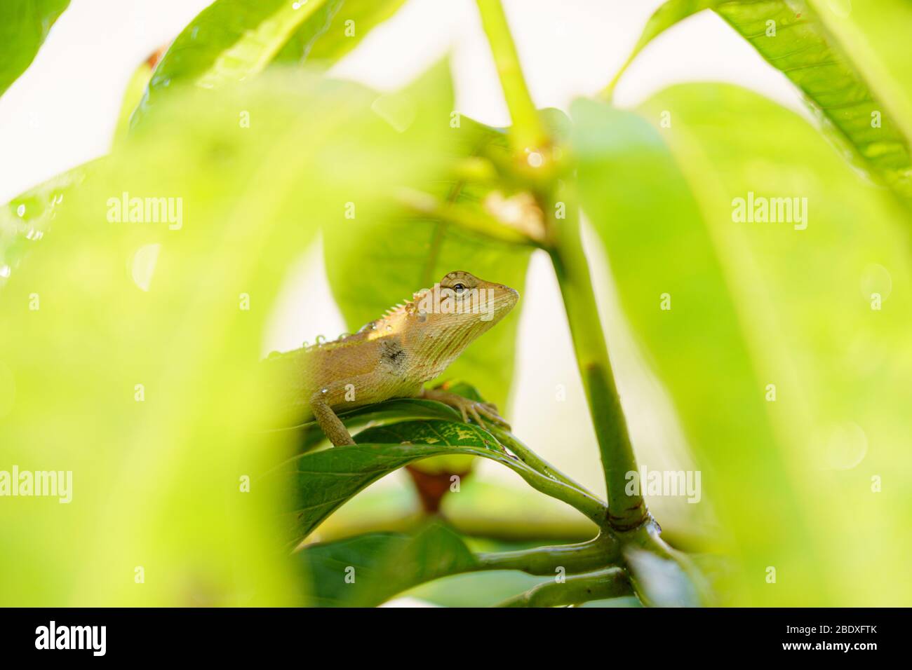 close up macro concept Garden lizard Oriental garden lizard, Eastern garden lizard, Changeable lizard or Calotes versicolor eating water on trees in t Stock Photo