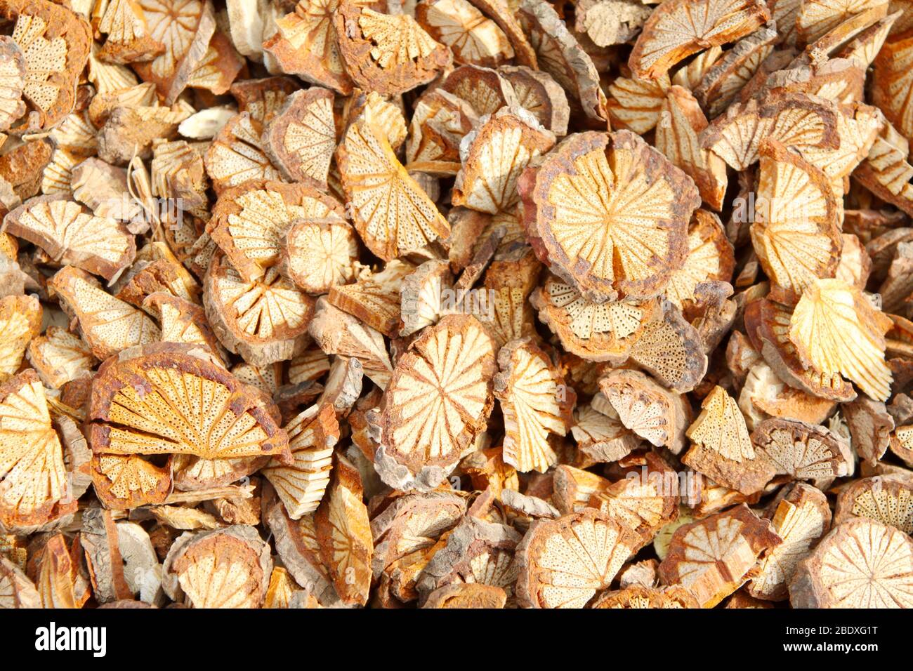 Cinnamon tree section hi-res stock photography and images - Alamy