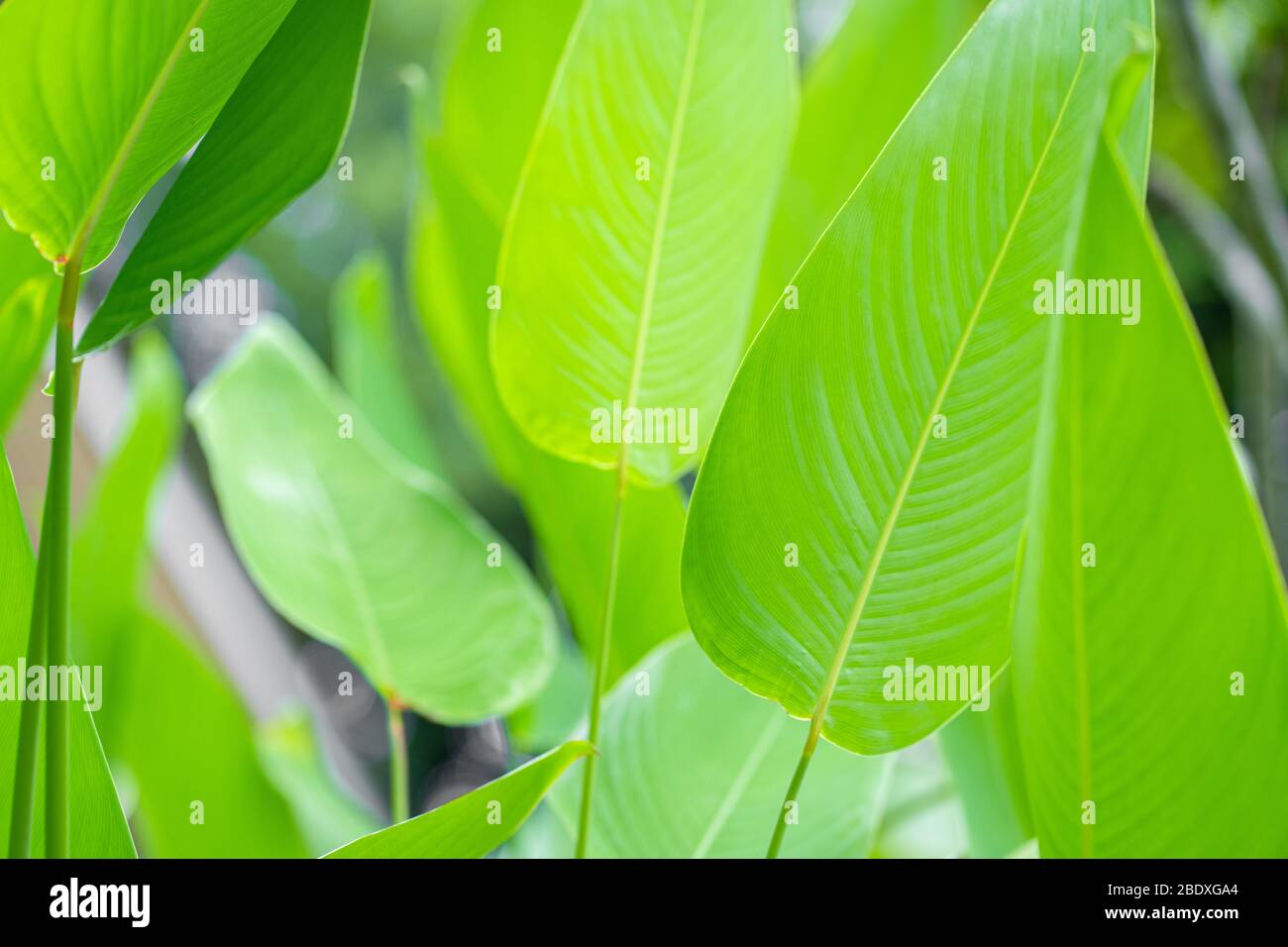 Saturated green leaf of a tropical plant. Stock Photo
