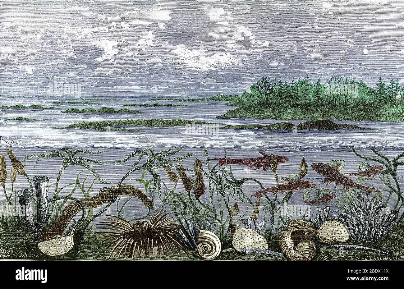 Ideal view of marine life from the Carboniferous Period, from Louis Figuier's The World Before the Deluge, 1867.  On the right are rugose corals (Lithostrotion) and sponges (Chaetetes and Plytopora).  The elongated tube in front of these is Aploceras, a nautiloid cephalopod.  In the center are a gastropod (Bellerophon hiculus), another nautiloid (Nautilus koninckii), and a brachiopod (Productus) with spines surrounding its shell. On the left are another brachiopod (Chonetes), more rugose corals (Cyathophyllum) and some crinoids (Cyathocrinus and Platycrinus) waving in the water. The fish are A Stock Photo