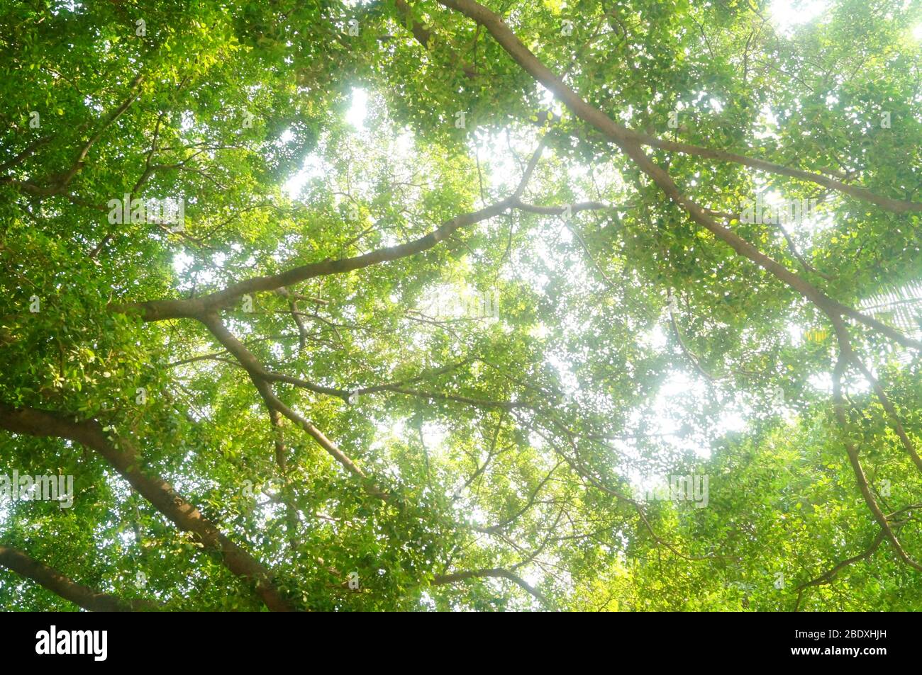 Landscape of tree branches and leaves Stock Photo