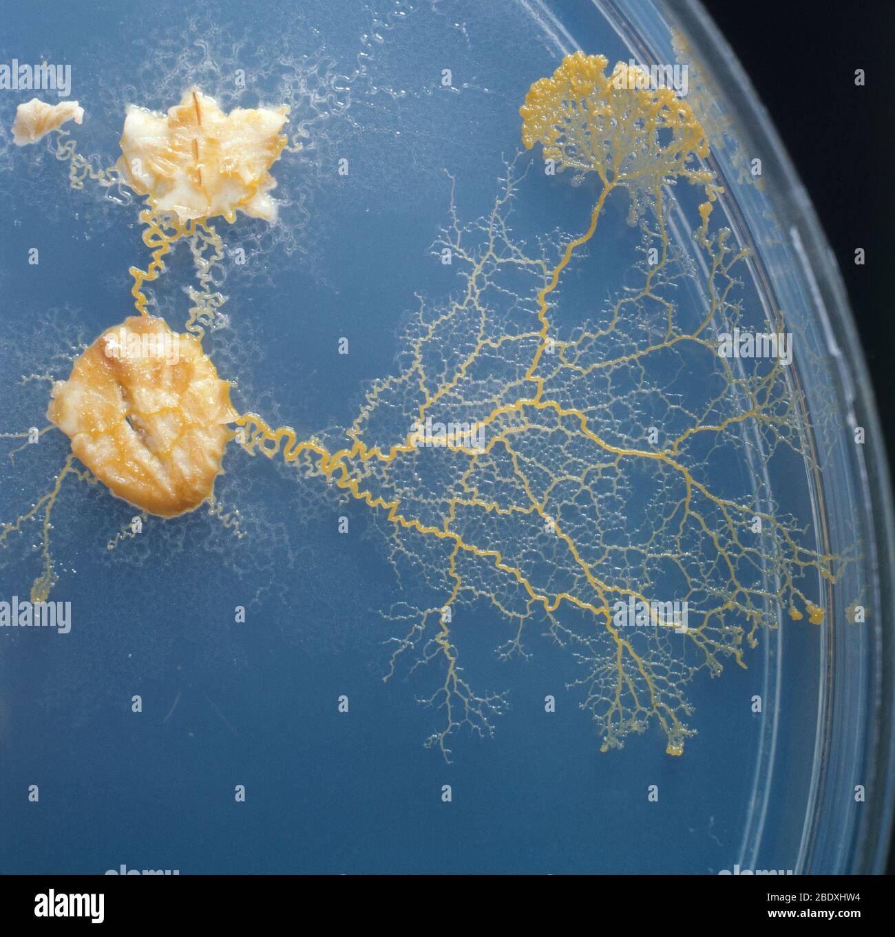 Physarum Polycephalum Stock Photo