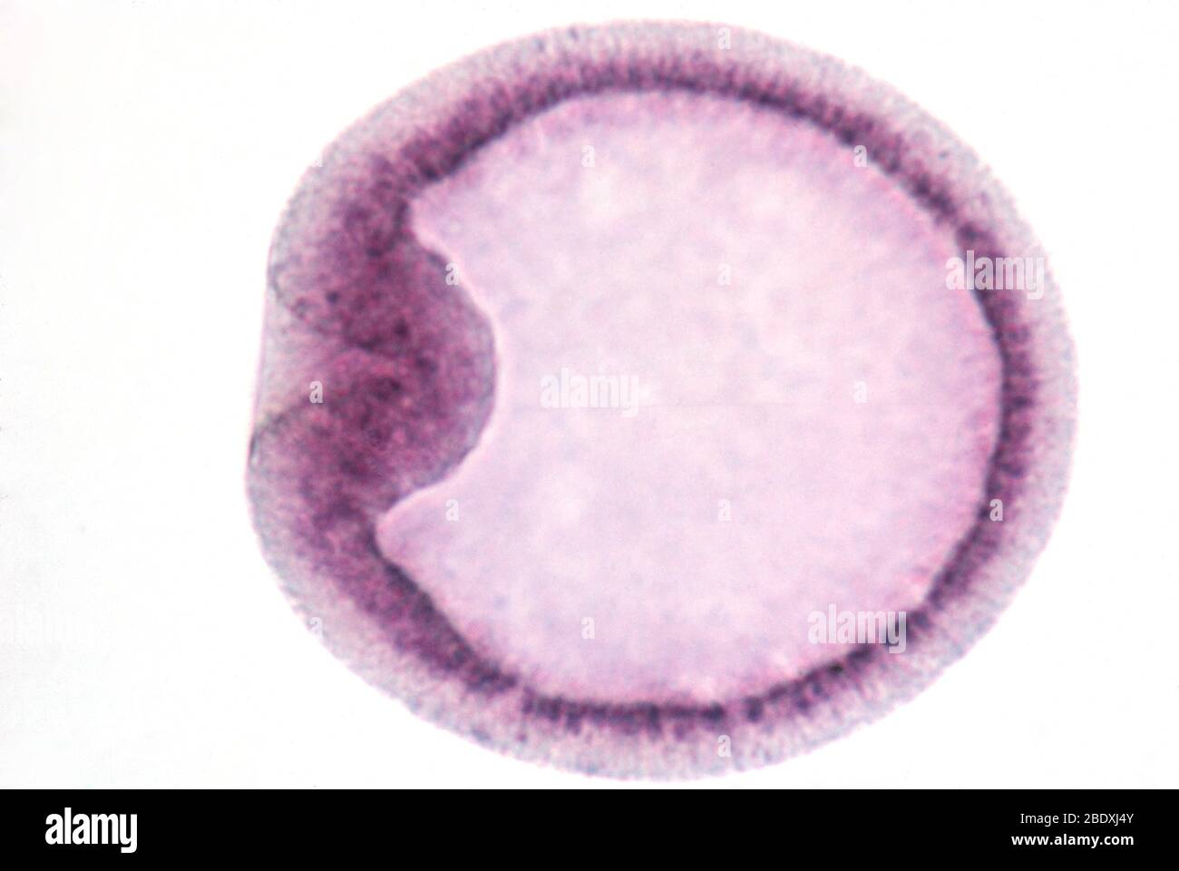 Gastrula hi-res stock photography and images - Alamy