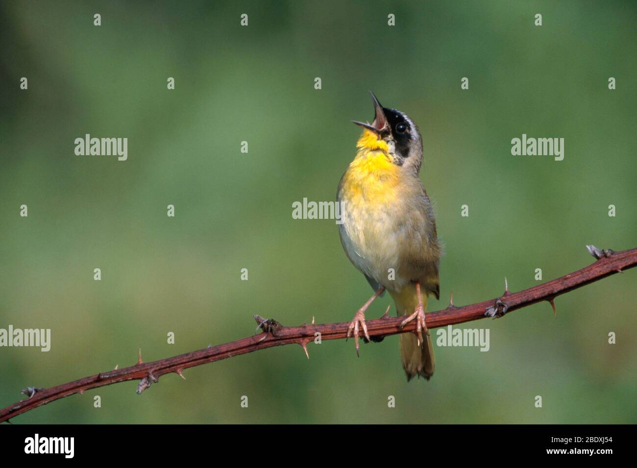 Common Yellowthroat Singing Stock Photo