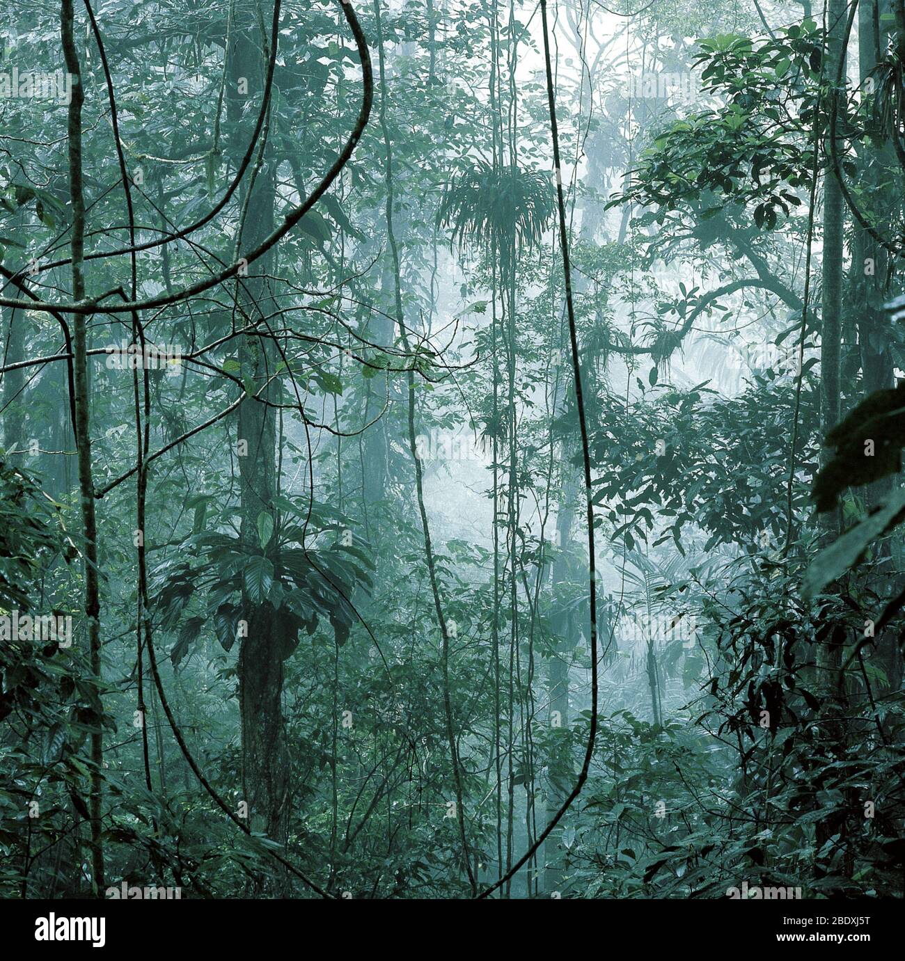 Venezuela Rainforest Stock Photo