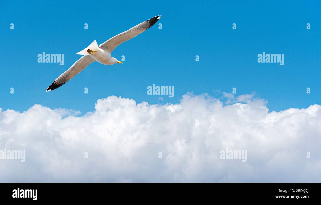 Seagull over white clouds in blue sky Stock Photo
