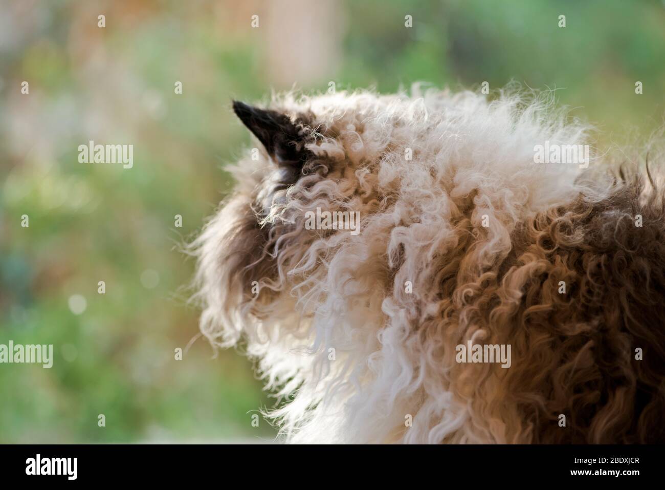 Curly haired sheep hires stock photography and images Alamy