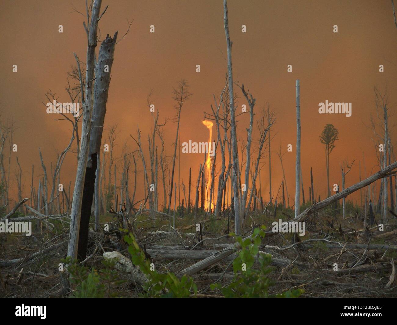 Great Dismal Swamp Wildfire, 2011 Stock Photo