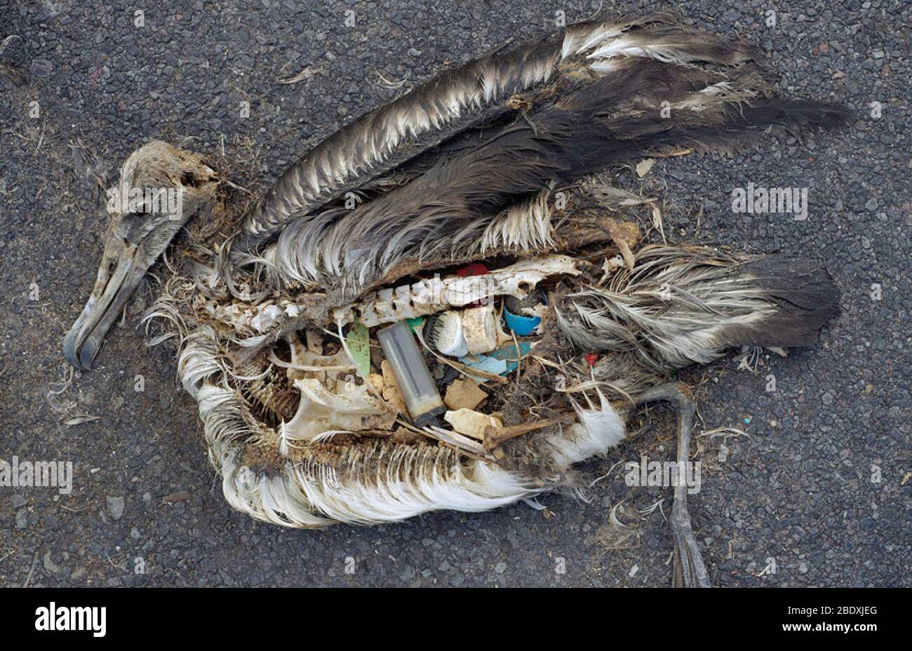 Albatross plastic stomach hi-res stock photography and images - Alamy
