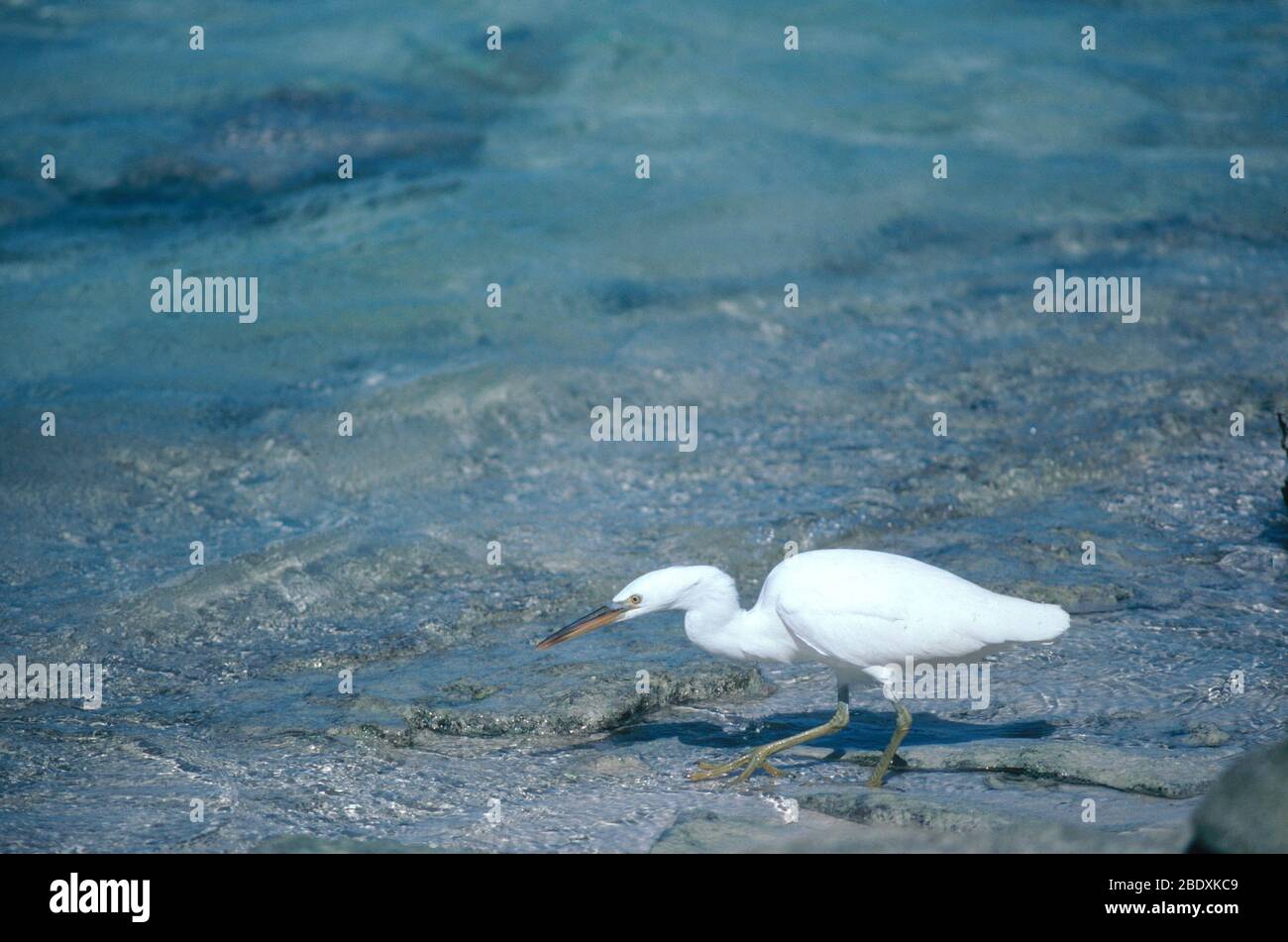 Reef Heron Stock Photo